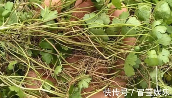 野草|长得像是“香菜”的一种野草，现在价值珍贵来了解一下