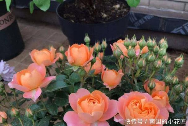 枝条|此6种漂亮花儿，遇土即活，一年四季常开花，花朵多，轻松养爆盆