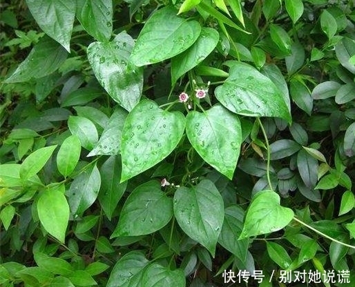 攀援|农村生长的这种攀援植物,叶子味道独特,却有除湿消肿的功效