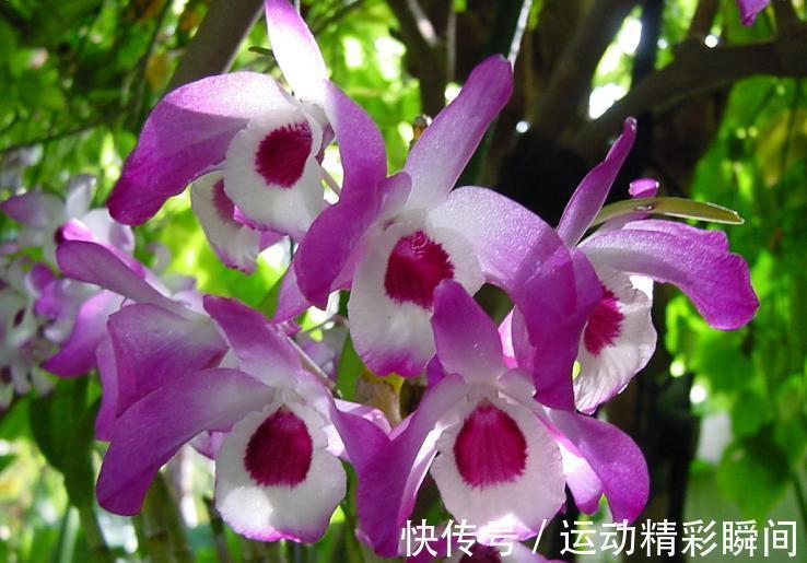 老祖先说:家中养3兰,吉祥又平安,花友:很有道理