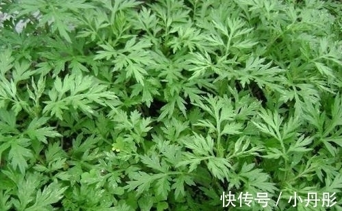 助益|这菜不要钱,入春抓紧吃,能够提高免疫力,可惜很多人懒得做!