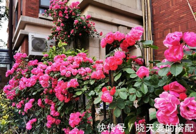 花友|适合新手的三款月季，花型饱满花期长，半封闭阳台也能种
