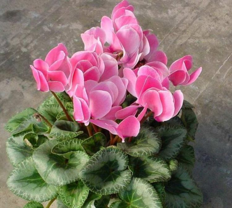 养花就养这几款,全年开花不停,关键还很便宜,懒人新手都能养好