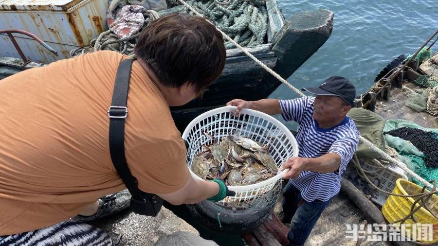 码头|半岛聚焦丨从网捕到上码头仅1小时，最新鲜的“小船海鲜”怎么捕来的？半岛记者随船一探究竟