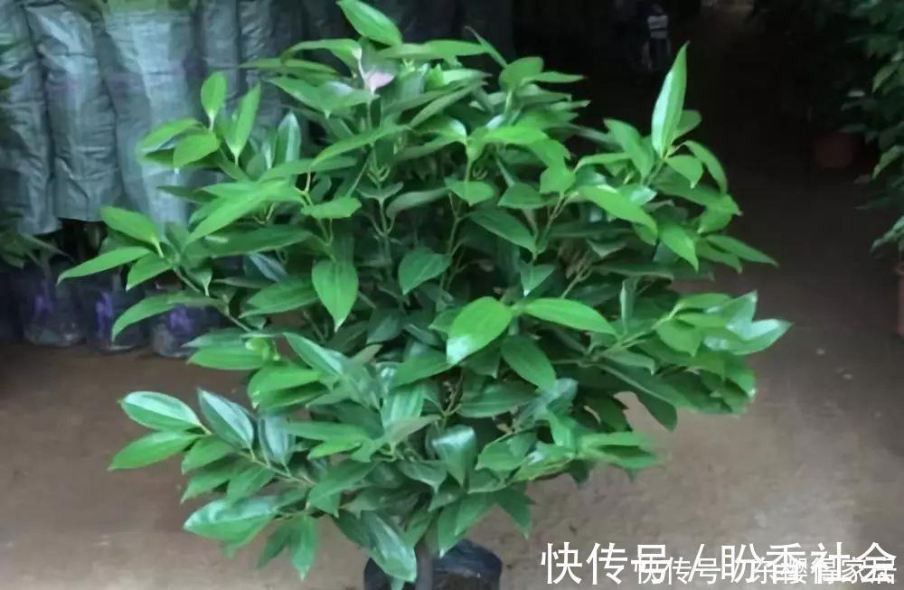 旺财又旺人的绿植,盘点8种超好寓意的盆花