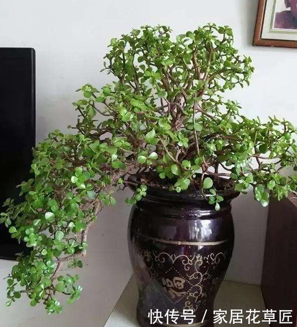 肥沃|想养好1盆“金枝玉叶”,需要注意3个基本步骤,才能更壮、更油绿