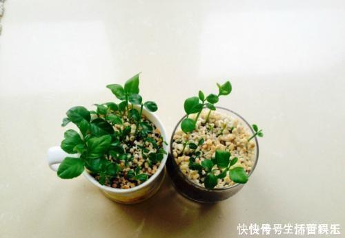 春天到,这“4种”果树种子不要扔,丢入盆里,呼呼长成小盆栽