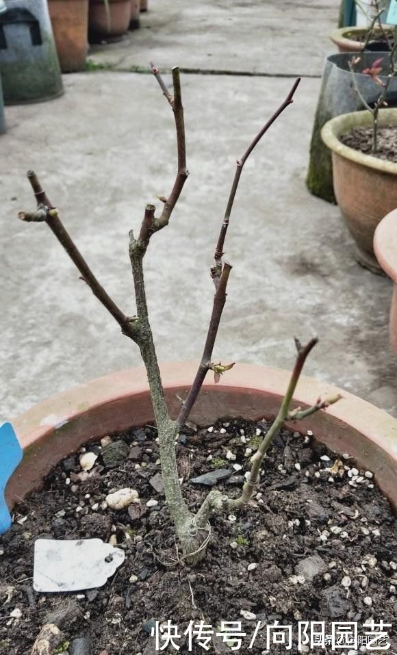 立春养月季，买苗子还是买老桩？综合考虑，苗子好成活率高