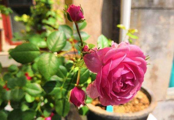 花量最大的“月季花”，香如兰花，好养如“绿萝”，且抗病性强