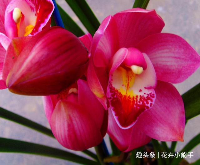 大将军|新手也能养的兰花—大将军,花色红艳,香味醇正,美得移不开双眼