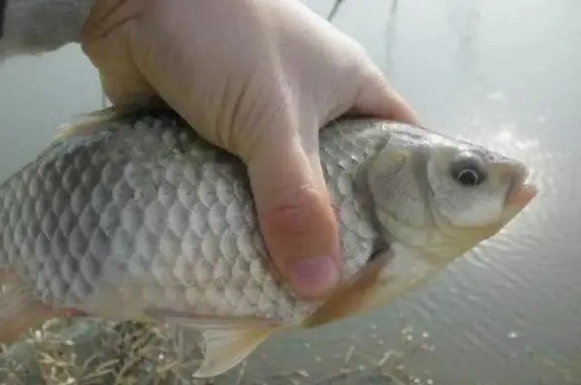 户外野钓这样调漂，钓鱼大师都夸你，上鱼速度不要太快！