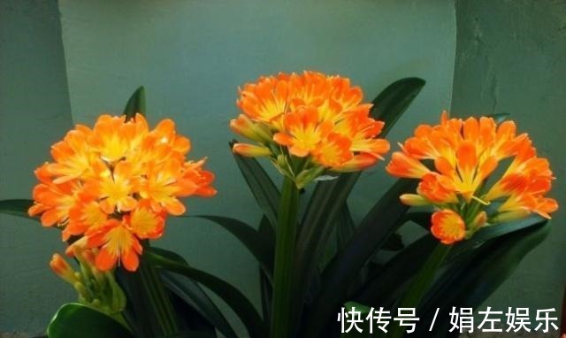 君子兰|养君子兰,经常喂点“它”,叶片翠绿花剑多,一年能开两次花