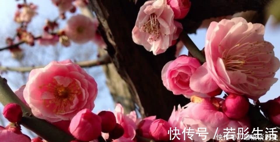 诗人&一首经典的咏梅诗，看似在赞美江南的梅花，其实是另有深意