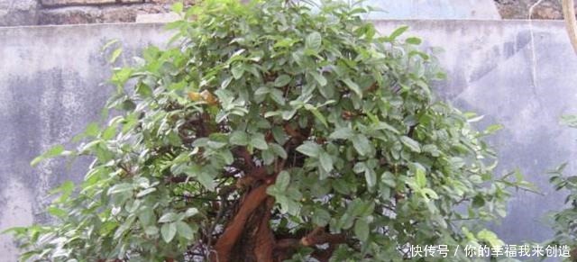 养3种“盆景树”,值钱又“镇宅”,比牡丹、绿萝好看,也好养!
