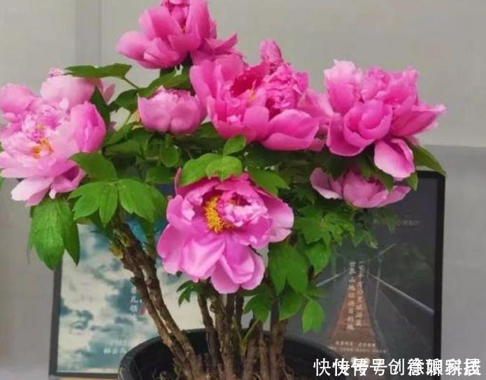 4种花,堪称花界劳模,花期长,开花勤,四季有花赏