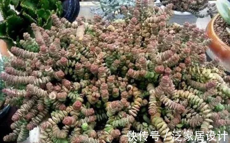 铜钱草|5种花卉自“带钱”，寓意美好招财进宝，有钱人家都会养几盆