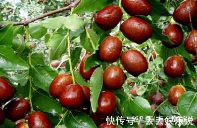 玫瑰花|黑枸杞和此物是绝配，一周一次，有助于强身健体，护肝明目