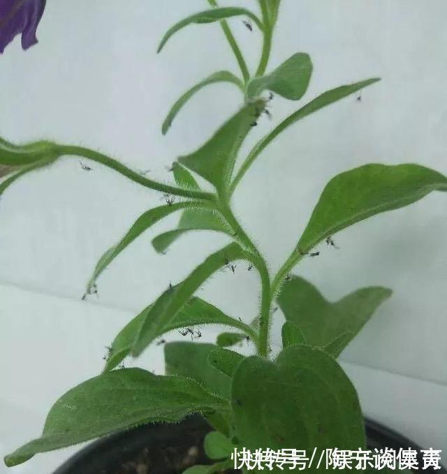 养花|什么药片水、黄豆水,都不如家里“2种灰”,养花杀菌灭虫、补肥