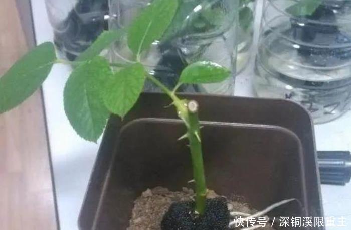 扦插好方法养花繁殖下一代，试试这3招，简单好使