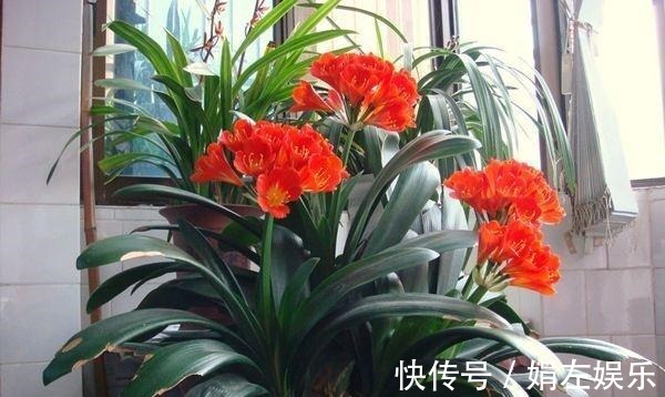 君子兰|养君子兰,经常喂点“它”,叶片翠绿花剑多,一年能开两次花