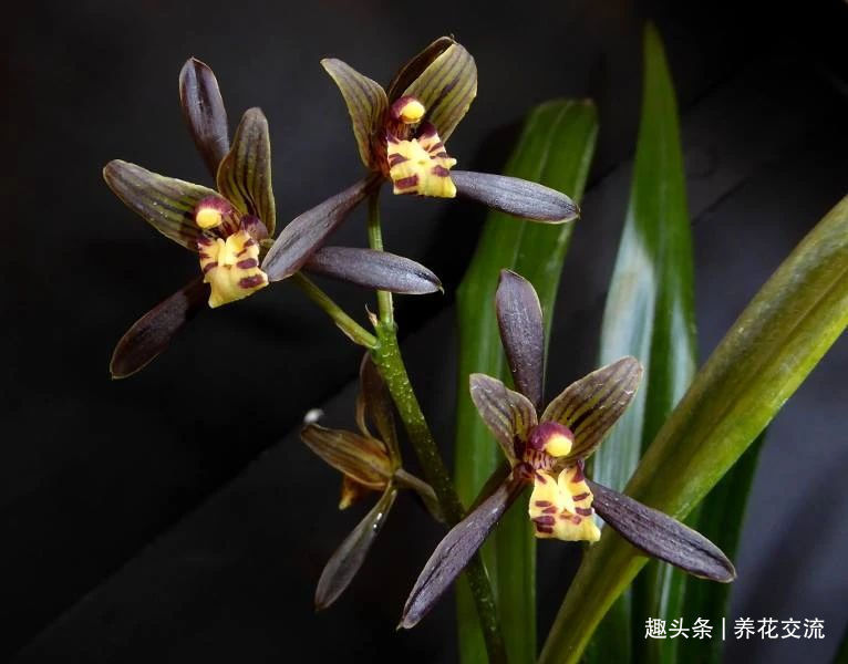 兰花五大家，春兰、蕙兰、建兰、墨兰和寒兰咋养，养护指南看这里