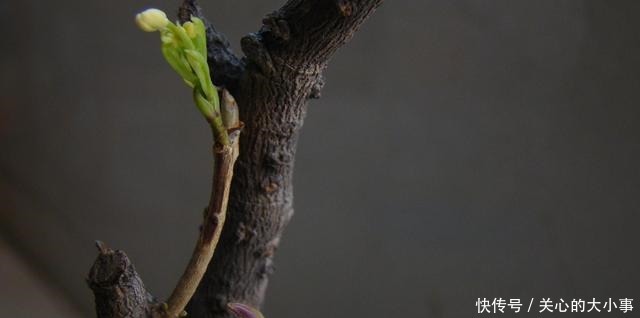 桂花掉叶子,问题出在根上,现在是最佳“挽救”时间,别错过!