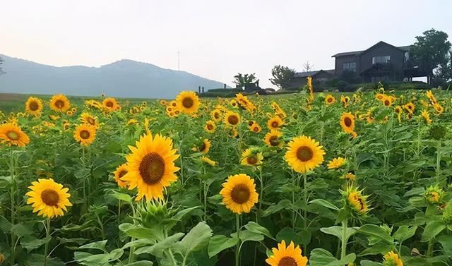 茶陵废弃矿场变景区，云阳山四十八垅狗垅里采煤场“变形记”