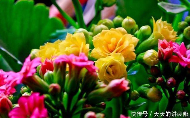 4种花谁见了都喜欢,婀娜多姿,花朵漂亮,美爆阳台