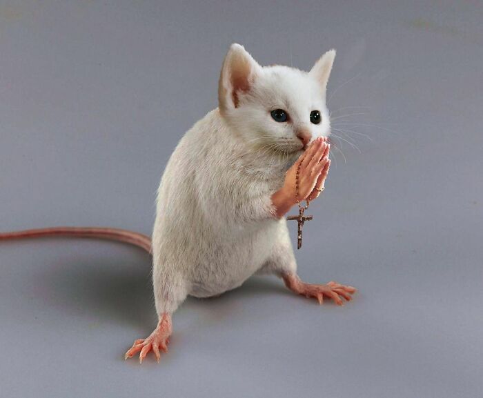 白雪公主!一组艺术家的疯狂照片拼贴画,白雪公主喝多也吐,建国的发现