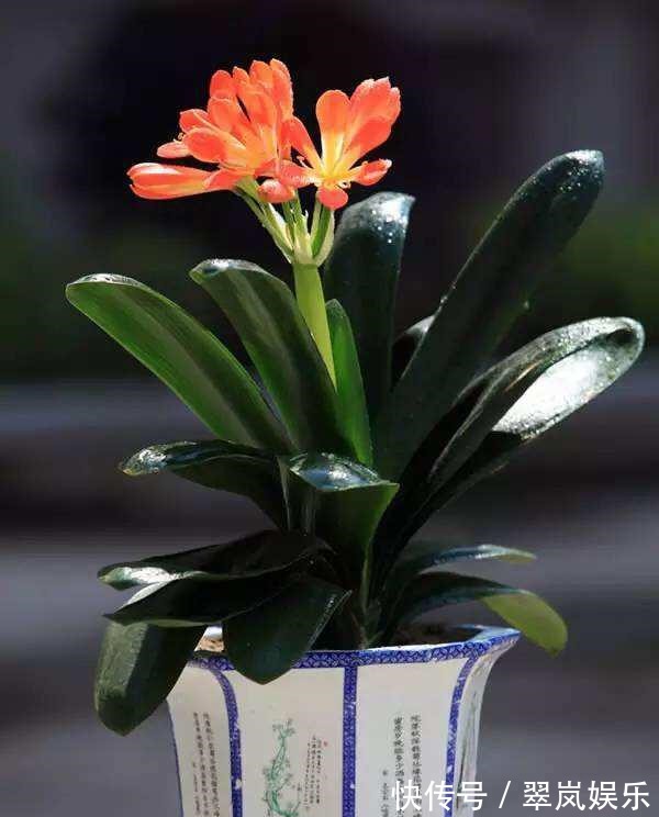 君子兰,即将“休眠期”,注意3个养护技巧,才能绿油油花苞多!