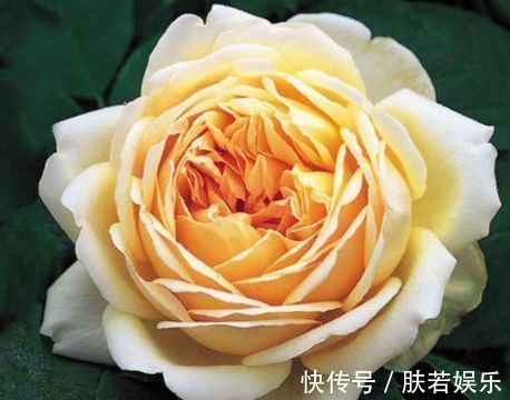 常春藤|新手养花,不如养盆花中精品“无名的裘德”盛开金灿灿,水果花香