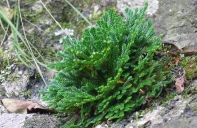 长在“山坡”上的“传奇”野草,挖一棵养家里,越养越值钱!