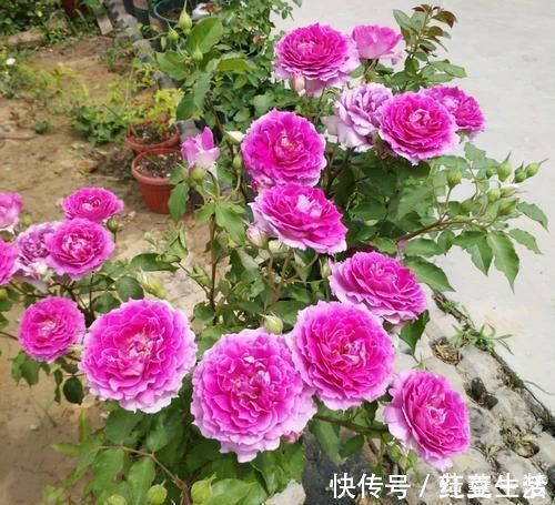 阳台|此花漂亮若牡丹,香味清新,四季开花,是阳台盆栽佳品