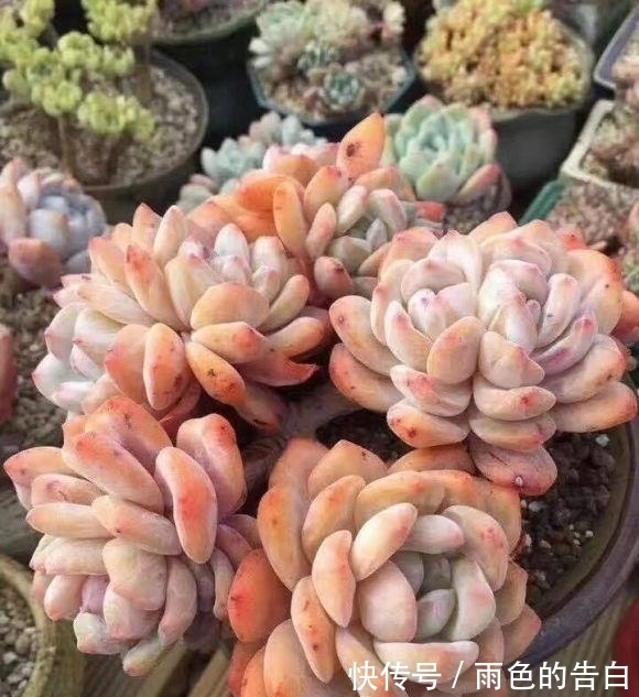 养多肉必备营养土，6种土，多肉常用，了解作用以及使用方式