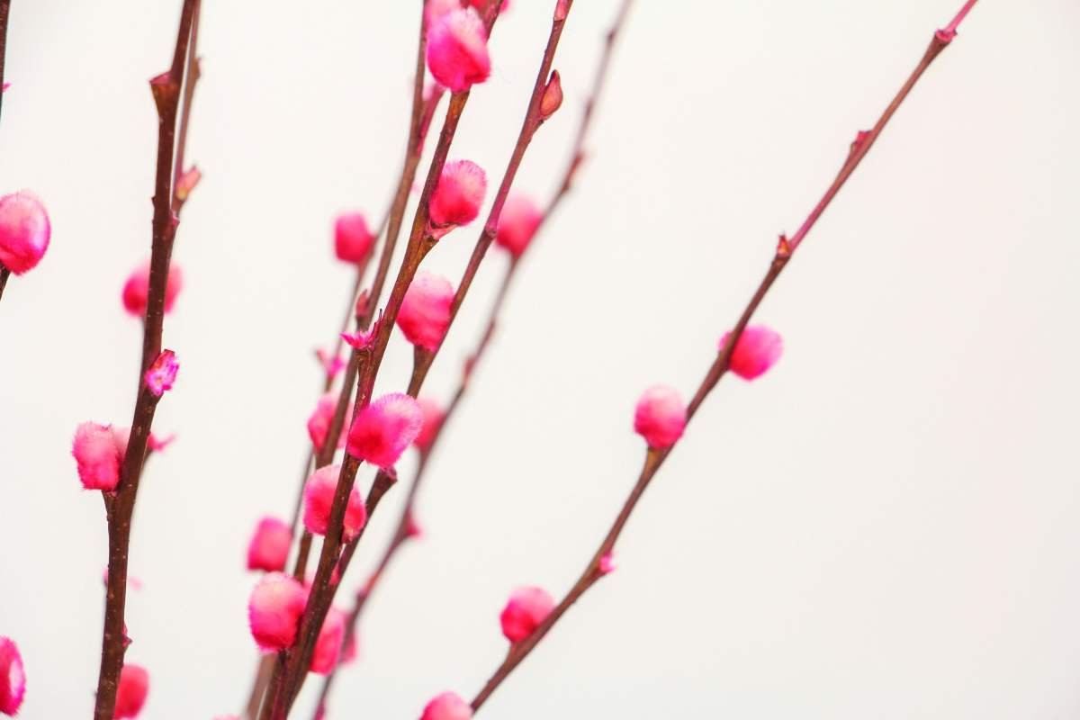 过年一定要养盆银柳，吉祥又喜庆，年味儿十足