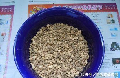 花盆里加点这个,不烂根不黄叶,轻松养满盆