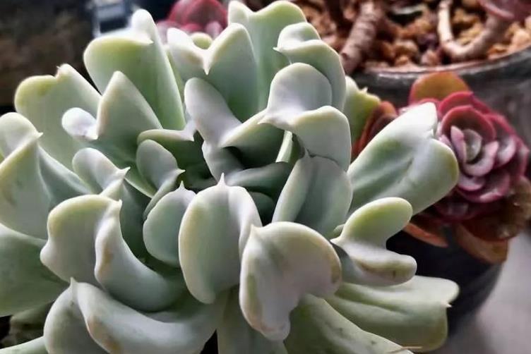 新人|推荐新人养多肉特玉莲,爆盆易,扦插育苗便利,长得有特色