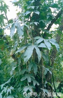 家具|刺楸木质坚硬细腻、花纹明显,好制作高级家具、乐器、工艺雕