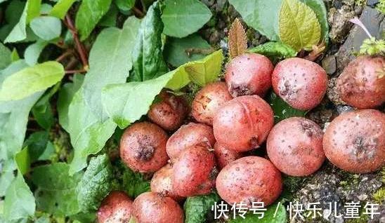 砍伐|农村这四种野果,即便见过三种也不多,更别说吃过了