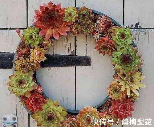 花盆|除了花盆之外,这些东西也是绝佳的养花神器,你用过吗?