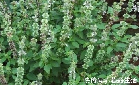 野菜|农村常见的一种野菜，具有清热解毒，止痛止血，治疗咳嗽的功能！