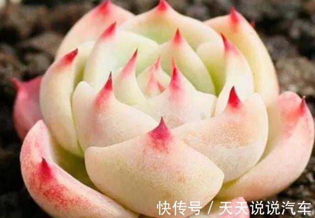 农历9月30日霜降后,养什么花?以下3种花,吉祥如意福气盈盈