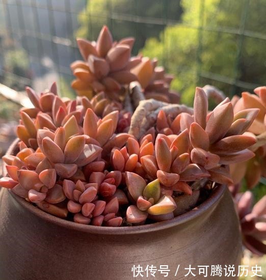 花友|养在室内的姬胧月越来越丑,果断换盆移到室外散养,半年成功逆袭!