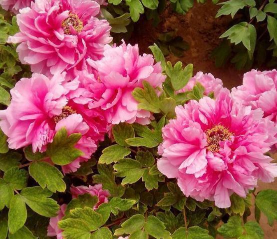 暗处|家里“3种花”不能见光,放暗处“摆好”,叶片油亮、花儿开得旺