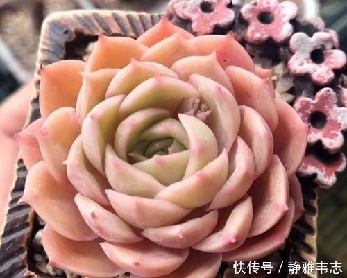 养多肉,满足4个条件,上色快长满盆,人人见了都夸美