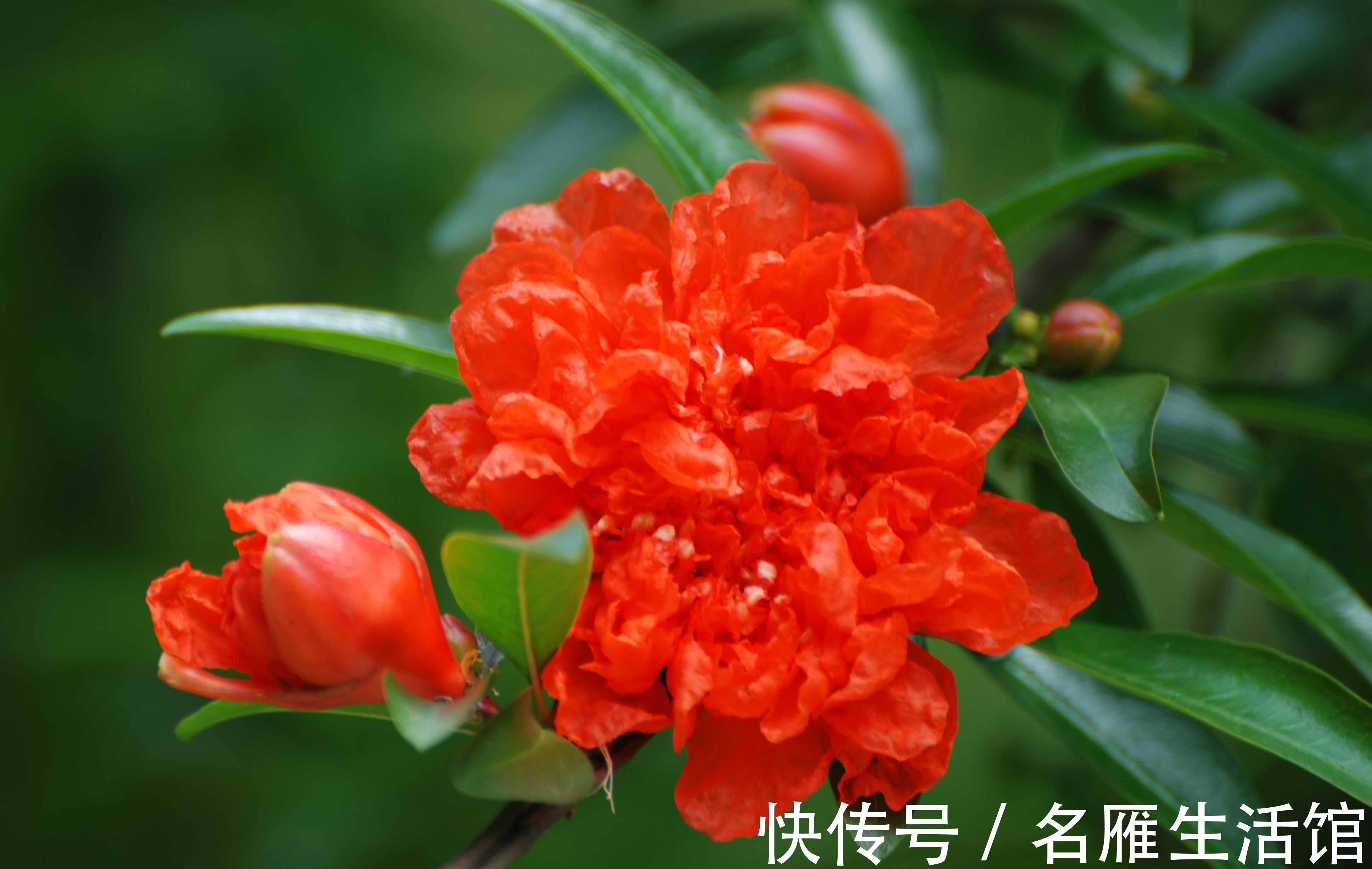 养花试试这几款,花朵像小铃铛,开花能力也是非常的强