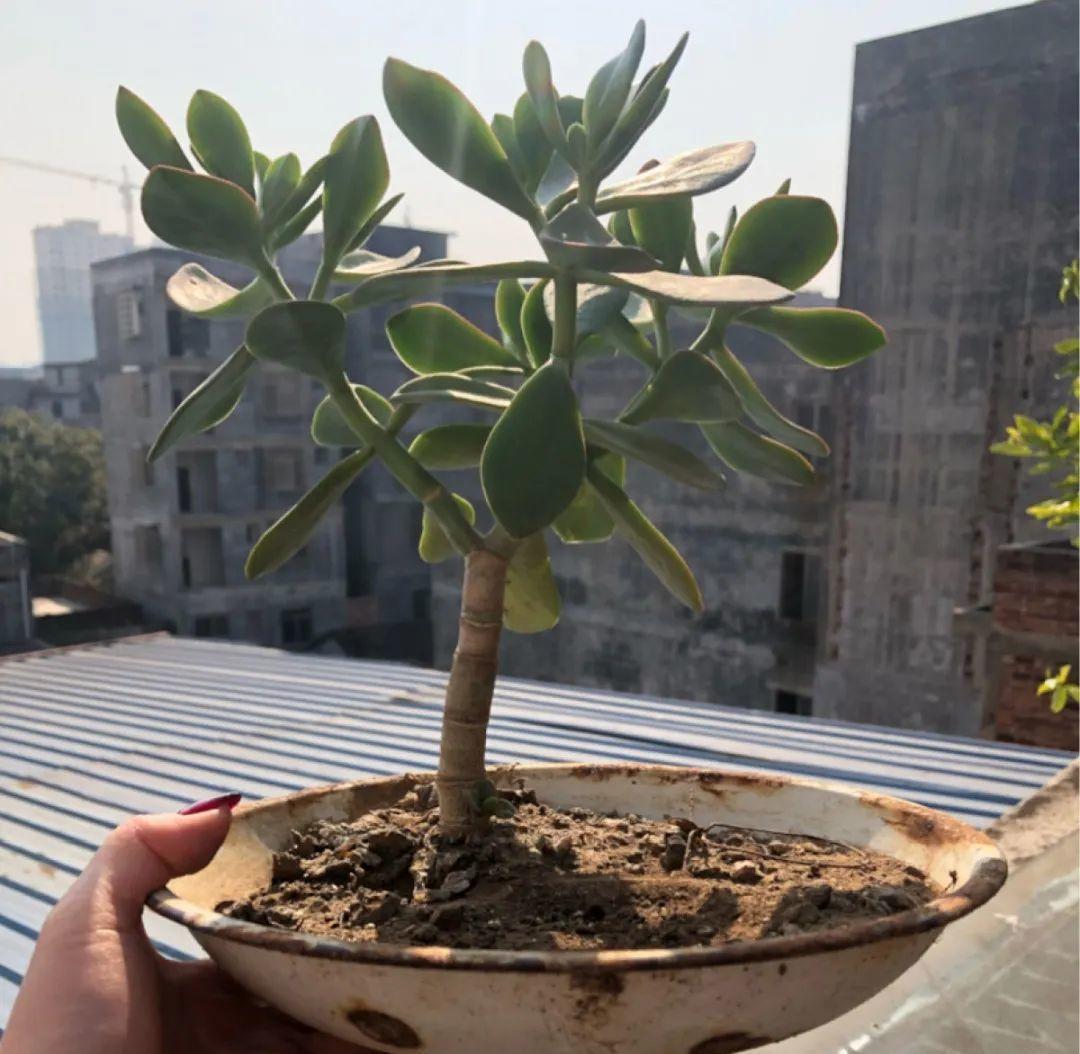 最小的盆,养最牛的花,还能开爆盆,真牛!