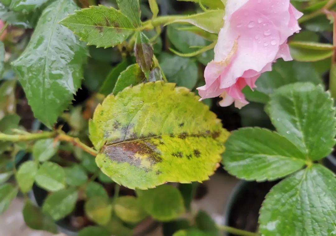 花成了光杆司令,剪一刀撒点药,很快冒新芽