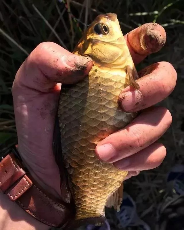 野钓鲫鱼浮漂怎样看,为什么送高漂,提竿却不中鱼?