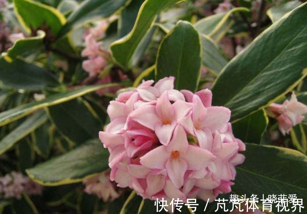 提醒：这12种“漂亮花”，不适合养在室内，别不当回事